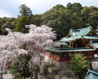 ＜しだれ桜、鹽竈桜（しおがまざくら）、八重桜など＞いろいろな桜が境内を彩ります