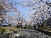＜ソメイヨシノ約60本＞　2つの温泉地に挟まれた小さな山に咲く桜の名所【公園】