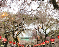 ＜ソメイヨシノ、三島桜、しだれ桜、八重桜ほか計約200本＞　境内いっぱいに咲く様は圧巻　【ライトアップ】