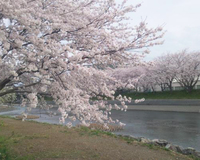 ＜ソメイヨシノ、しだれ桜＞大津谷川の両岸約2キロに美しい桜並木が続く