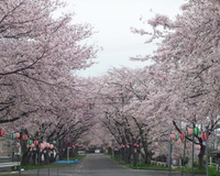 ＜ソメイヨシノ約500本、八重桜など＞　宿場町の風情を感じながら桜で春を満喫