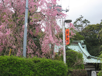 ＜しだれ桜＞樹齢400年の古木で珍しい品種。東伊豆町の天然記念物