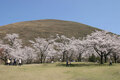 伊豆高原 大室山 さくらの里の桜