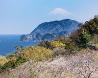 ＜ソメイヨシノ約100本＞　天気の良い日には、桜と共に駿河湾越しの富士山が望め、ドライブに最適【ドライブ】