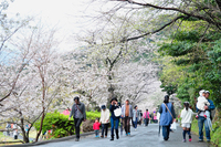 ＜ソメイヨシノ約300本＞　駿河湾と富士を眺めながら桜の下をそぞろ歩いて 【公園】【まつり】【ライトアップ】