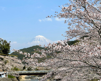 ＜ソメイヨシノ約400本＞　稲瀬川沿いを桜と菜の花が彩る【ドライブ】【まつり】