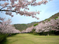 ＜ソメイヨシノ約110本＞　400メートルの桜の回廊でお花見を　【公園】
