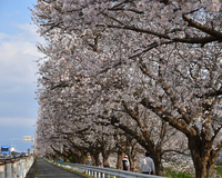 ＜ソメイヨシノ約600本＞ 桜を眺めながら、沼川沿いをのんびり散策しよう！【ドライブ】【まつり】