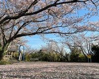 ＜ソメイヨシノ約800本＞　心地よい潮風に吹かれる桜の花びらと、約700本の桜トンネル　【公園】