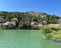 ＜ソメイヨシノなど＞山と緑に囲まれた景勝地、静かな山懐に咲く桜【公園】