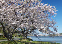 ＜河津桜、ソメイヨシノ、大島桜、山桜、しだれ桜、八重桜など約800本＞　さまざまな品種の桜が湖畔を彩る【公園】【まつり】