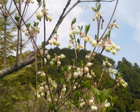県下有数の群生地。新緑に調和する白い花を咲かせます