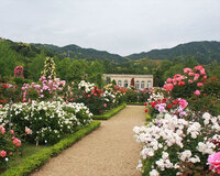 6000本のバラが魅せるフランス式庭園