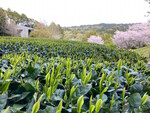 静岡県舞台芸術公園内 風景（茶畑があります）