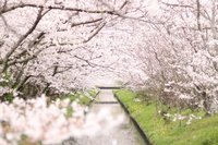 ＜ソメイヨシノ約700本＞木屋川両岸に約1.5キロの桜並木【ドライブ】