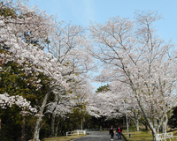 ＜ソメイヨシノほか約1600本＞桜並木をゆっくりとウォーキング【テーマパーク】