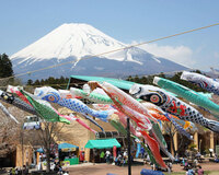 富士山をバックに223匹超が泳ぐ
