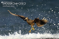 静岡県内他で撮影した野鳥の写真を展示いたします
