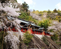 ＜ソメイヨシノなど約1000本＞　静岡浅間神社の例大祭と一緒に桜見物を