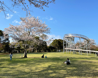 ＜ソメイヨシノ約80本＞雄大な富士山を仰ぎ見ながら芝生広場でお花見を【公園】