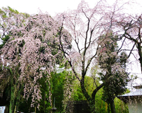 ＜ソメイヨシノ、しだれ桜、大島桜約70本＞源氏ゆかりの縁結びの社。境内は艶やかに咲く桜の名所
