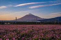 富士山、新幹線、レンゲ畑が1枚に収まるビュースポット
