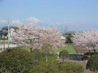 ＜ソメイヨシノ34本＞　富士山と桜の競演が楽しめる【公園】
