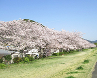 ＜ソメイヨシノ99本＞　川沿いに咲く桜をのんびりと楽しむ【まつり】