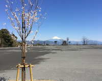 ＜ソメイヨシノなど約60本＞　晴れた日は富士山や駿河湾と桜の共演が楽しめる【公園】