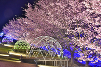 ＜城ケ崎桜約70本ほか＞イルミネーションとライトアップされた桜のコラボ