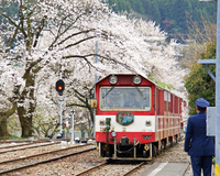 ＜ソメイヨシノ約20本＞トロッコ電車と桜の共演