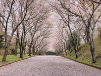 ＜ソメイヨシノ約300本、しだれ桜 ほか＞約1キロの桜並木をお花見散歩【公園】【まつり】【ライトアップ】