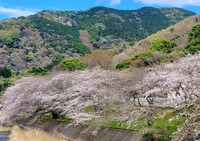 ＜ソメイヨシノ＞大川右岸約200メートルの桜並木【ドライブ】