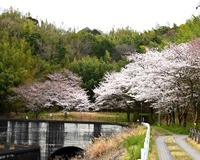＜ソメイヨシノ約90本＞狩野川放水路の桜並木