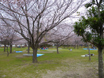 花見広場の桜