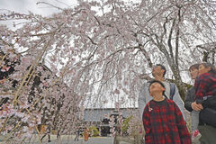 身延山久遠寺で見頃を迎えたしだれ桜を楽しむ人たち＝山梨県身延町