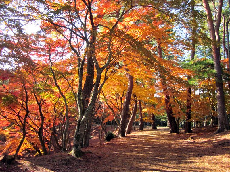 修善寺自然公園