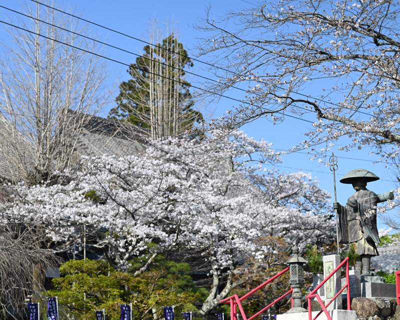 岩水寺の桜