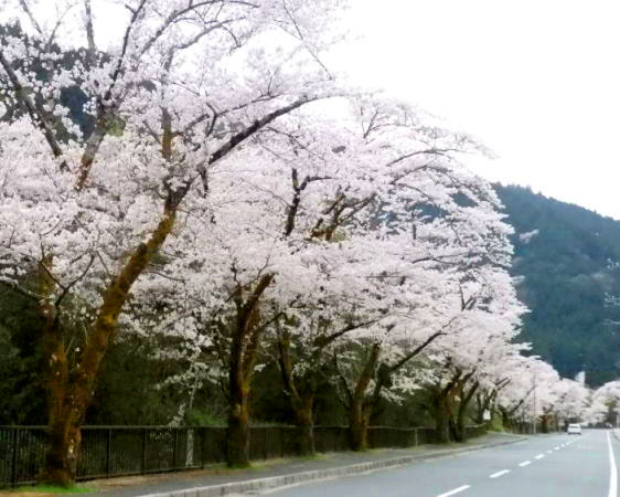 相川桜並木