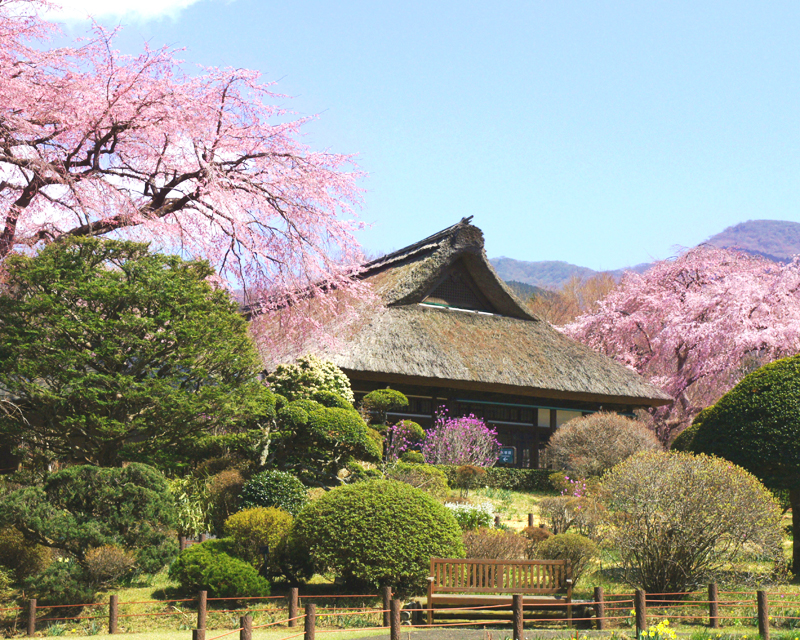 秩父宮記念公園の桜