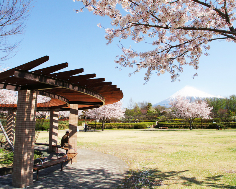 広見公園の桜