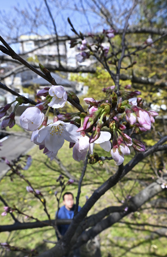 平年より６日遅い開花となったソメイヨシノ＝３０日午前、静岡市駿河区の静岡地方気象台