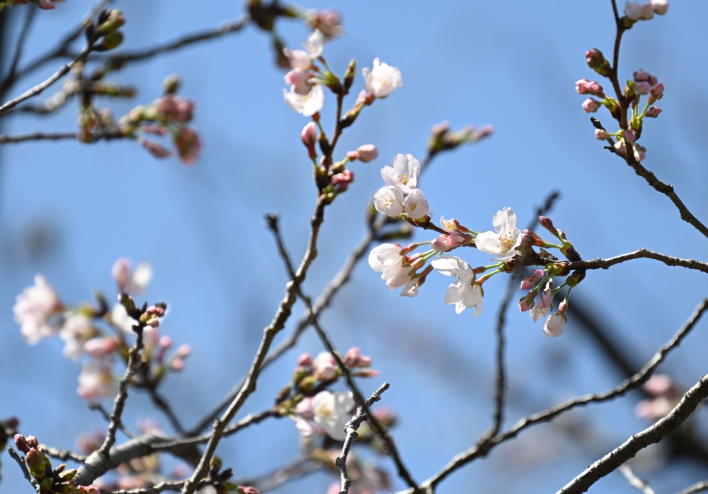 開花が発表されたソメイヨシノ＝３０日午前、静岡市駿河区の静岡地方気象台