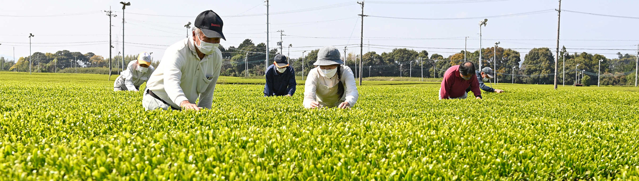 お茶 追っかけ一覧ページ｜あなたの静岡新聞