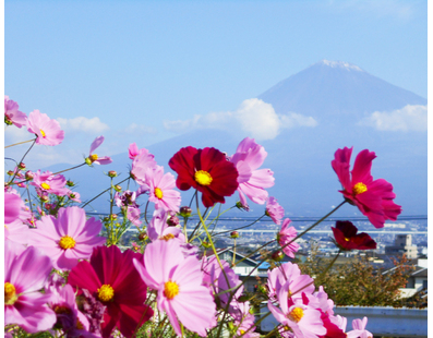 年は開催中止 かりがね堤のコスモス 富士市 アットエス