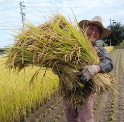 生産者（杉本隆俊）イセヒカリ