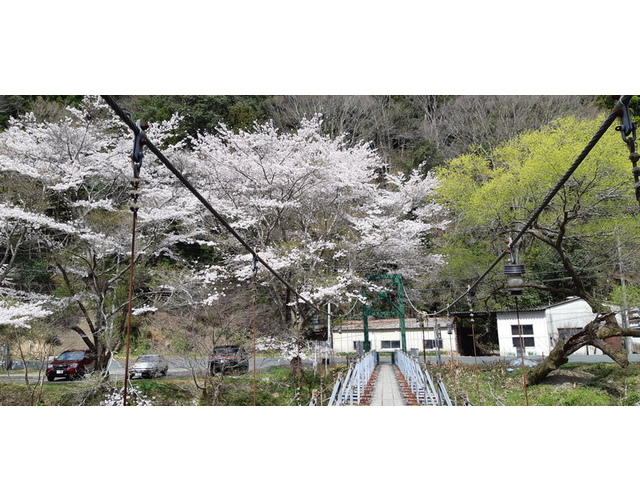 吊り橋と桜