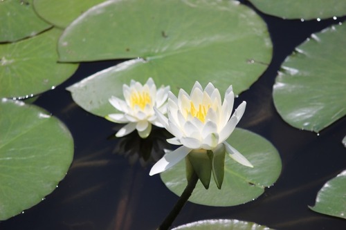 蓮華寺池公園 花ごよみ「スイレンの見頃」