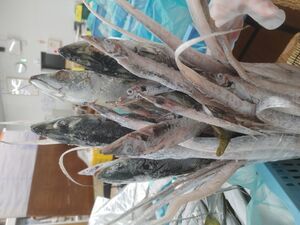 横から見て、頭か尾が袋の中に入っていればOKです。