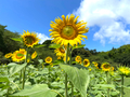 はままつフラワーパーク ヒマワリの花畑